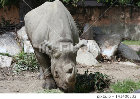 大阪天王寺動物園のヒガシクロサイ 大阪天王寺動物園のヒガシクロサイ 141400532