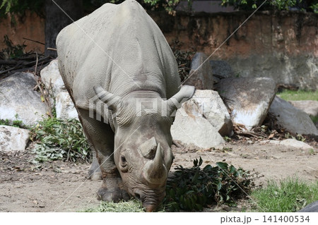 大阪天王寺動物園のヒガシクロサイ 大阪天王寺動物園のヒガシクロサイ 141400534