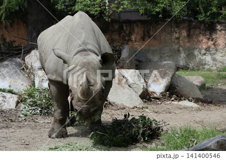 大阪天王寺動物園のヒガシクロサイ 141400546