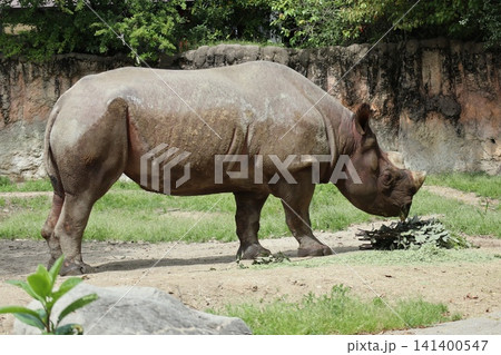 大阪天王寺動物園のヒガシクロサイ 大阪天王寺動物園のヒガシクロサイ 141400547