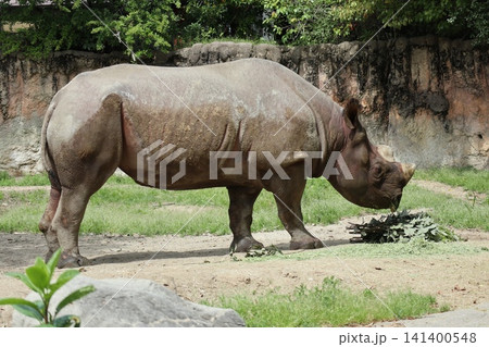 大阪天王寺動物園のヒガシクロサイ 大阪天王寺動物園のヒガシクロサイ 141400548