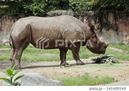 大阪天王寺動物園のヒガシクロサイ 141400549