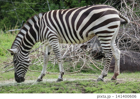 大阪天王子動物園のグラントシマウマ 大阪天王子動物園のグラントシマウマ 141400606