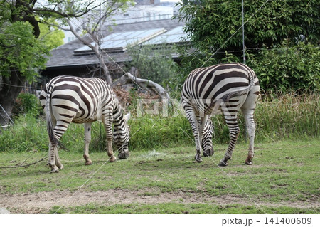 大阪天王子動物園のグラントシマウマ 141400609
