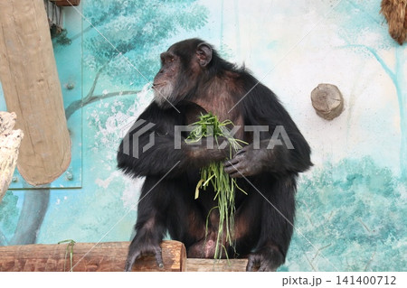 大阪天王子動物園のチンパンジーのリッキー・ナナコ・マリリン 大阪天王子動物園のチンパンジーのリッキー・ナナコ・マリリン 141400712