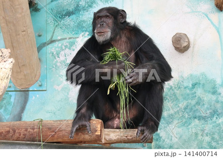 大阪天王子動物園のチンパンジーのリッキー・ナナコ・マリリン 141400714