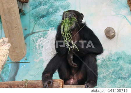 大阪天王子動物園のチンパンジーのリッキー・ナナコ・マリリン 141400715