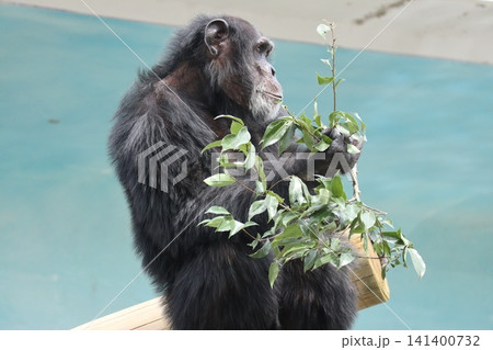 大阪天王子動物園のチンパンジーのリッキー・ナナコ・マリリン 141400732