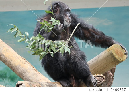 大阪天王子動物園のチンパンジーのリッキー・ナナコ・マリリン 大阪天王子動物園のチンパンジーのリッキー・ナナコ・マリリン 141400737