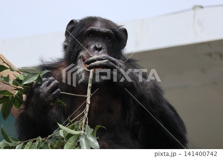 大阪天王子動物園のチンパンジーのリッキー・ナナコ・マリリン 141400742
