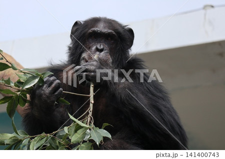 大阪天王子動物園のチンパンジーのリッキー・ナナコ・マリリン 141400743