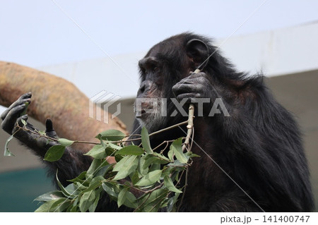 大阪天王子動物園のチンパンジーのリッキー・ナナコ・マリリン 大阪天王子動物園のチンパンジーのリッキー・ナナコ・マリリン 141400747