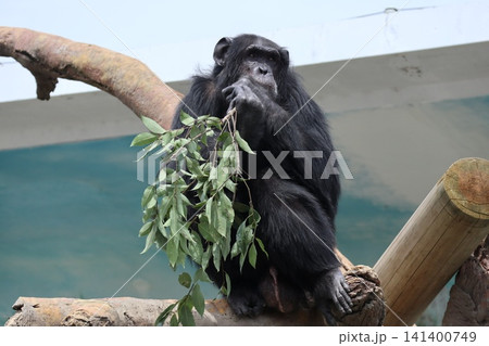 大阪天王子動物園のチンパンジーのリッキー・ナナコ・マリリン 大阪天王子動物園のチンパンジーのリッキー・ナナコ・マリリン 141400749