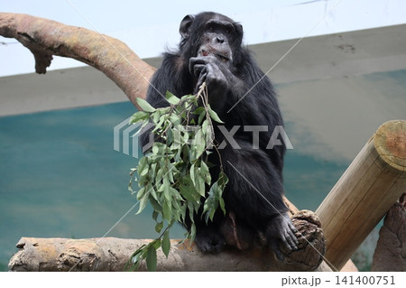 大阪天王子動物園のチンパンジーのリッキー・ナナコ・マリリン 大阪天王子動物園のチンパンジーのリッキー・ナナコ・マリリン 141400751