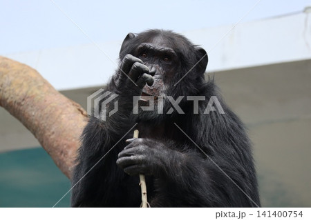 大阪天王子動物園のチンパンジーのリッキー・ナナコ・マリリン 大阪天王子動物園のチンパンジーのリッキー・ナナコ・マリリン 141400754