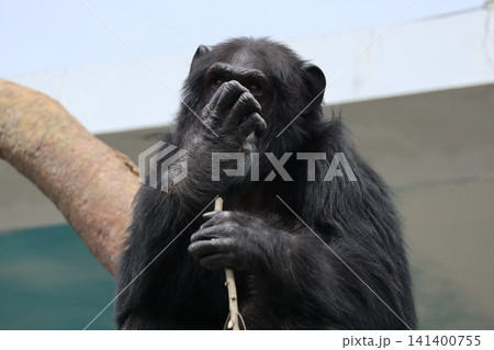 大阪天王子動物園のチンパンジーのリッキー・ナナコ・マリリン 大阪天王子動物園のチンパンジーのリッキー・ナナコ・マリリン 141400755