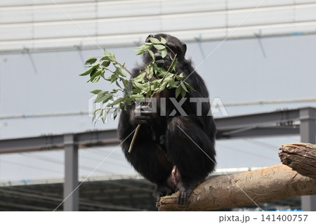 大阪天王子動物園のチンパンジーのリッキー・ナナコ・マリリン 141400757