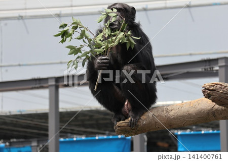 大阪天王子動物園のチンパンジーのリッキー・ナナコ・マリリン 141400761