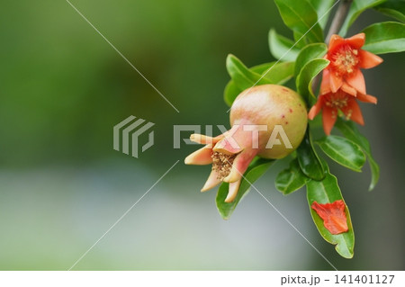 ザクロの花と実 ザクロの花と実 141401127