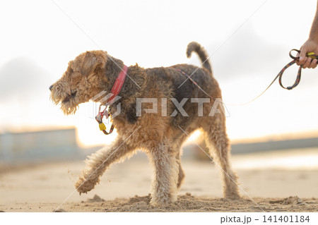 Airedale Terrier dog walking on sandy beach with a leash held by a person during sunset, soft light illuminating the fur and surrounding environment. Airedale Terrier Airedale Terrier dog walking on sandy beach with a leash held by a person during sunset, soft light illuminating the fur and surrounding environment. Airedale Terrier 141401184