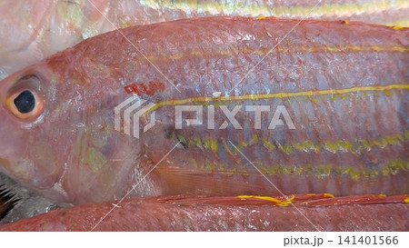 市場に並ぶ新鮮なヒメジ(オジサン)の鮮魚 水産市場の食材イメージ 市場に並ぶ新鮮なヒメジ(オジサン)の鮮魚 水産市場の食材イメージ 141401566