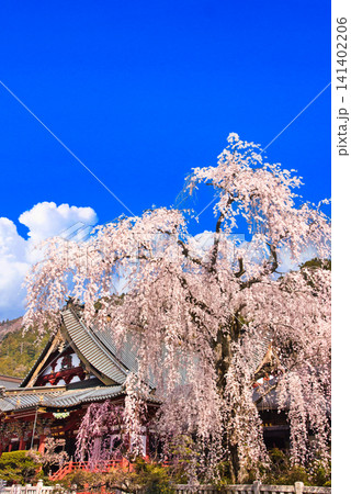 身延山久遠寺の美しい枝垂れ桜の絶景 身延山久遠寺の美しい枝垂れ桜の絶景 141402206