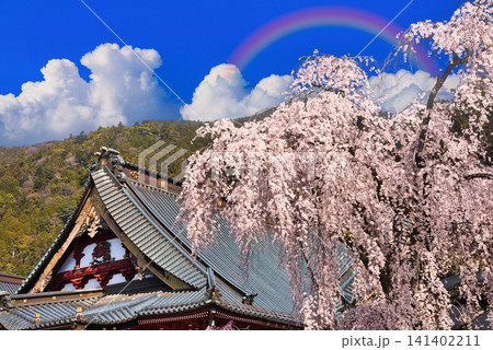 身延山久遠寺の美しい枝垂れ桜の絶景 141402211