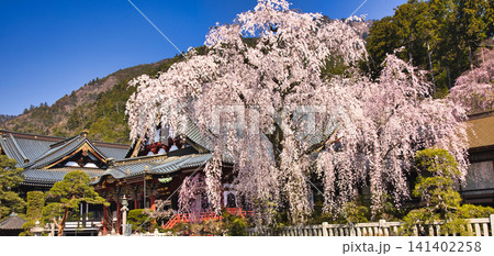 身延山久遠寺の美しい枝垂れ桜の絶景 身延山久遠寺の美しい枝垂れ桜の絶景 141402258