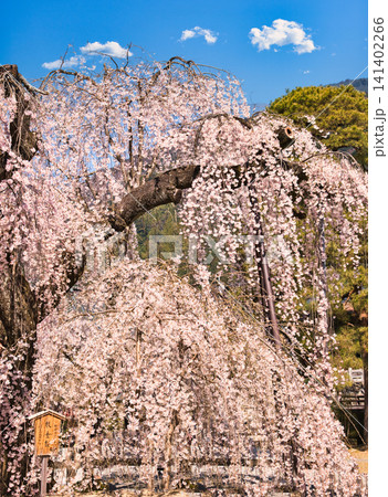身延山久遠寺の美しい枝垂れ桜の絶景 身延山久遠寺の美しい枝垂れ桜の絶景 141402266