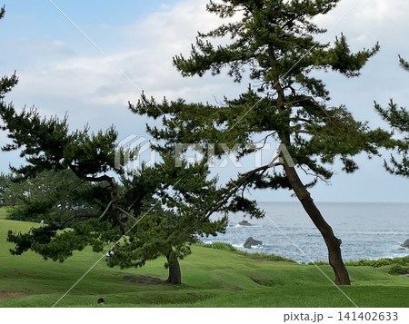海辺の松林と緑の芝生が広がる癒しの景色 海辺の松林と緑の芝生が広がる癒しの景色 141402633