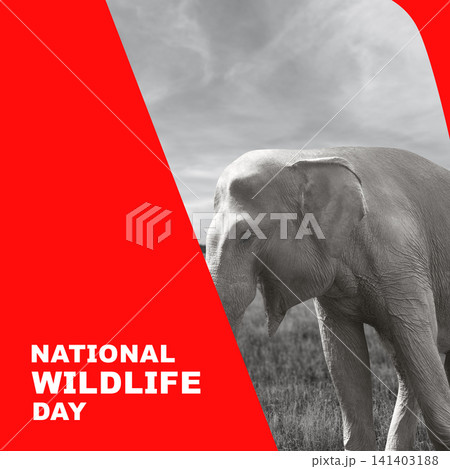 Creative banner for National Wildlife Day featuring a black and white photograph of an elephant on a grassy field, contrasted with a bright red graphic background and white text. National Wildlife Day Creative banner for National Wildlife Day featuring a black and white photograph of an elephant on a grassy field, contrasted with a bright red graphic background and white text. National Wildlife Day 141403188