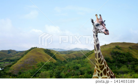 A close-up of a majestic giraffe head and neck against a beautiful background of lush rolling green hills and a bright blue sky. National Wildlife Day A close-up of a majestic giraffe head and neck against a beautiful background of lush rolling green hills and a bright blue sky. National Wildlife Day 141403189