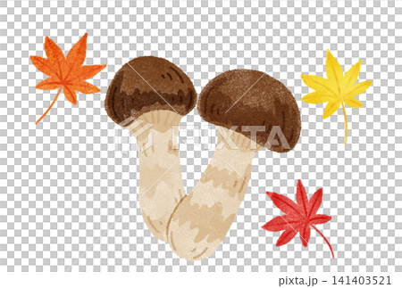 松茸と紅葉の水彩イラスト 141403521
