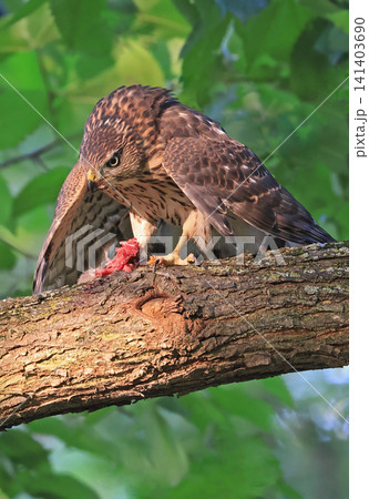 Cooper hawk eating his prey perched on a tree branch with green background Cooper hawk eating his prey perched on a tree branch with green background 141403690