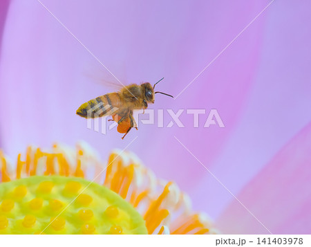 蜜を集めるミツバチ 蜜を集めるミツバチ 141403978