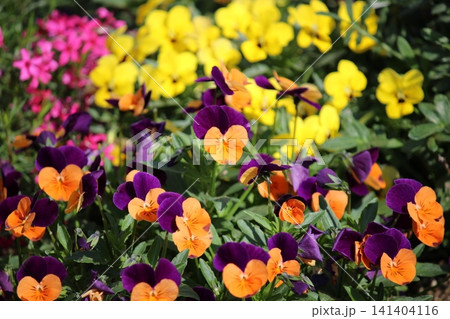春の花壇に咲くビオラの花 春の花壇に咲くビオラの花 141404116