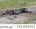 チョベ国立公園の野生の象の死骸 141404301