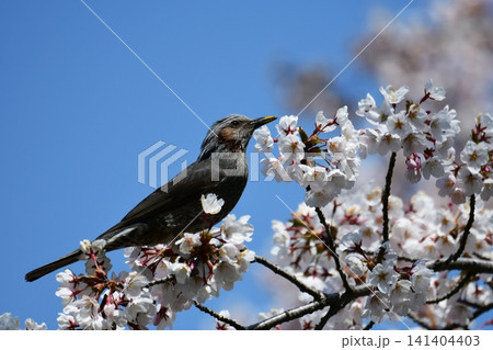 桜の蜜を吸いに来たヒヨドリと青空 141404403