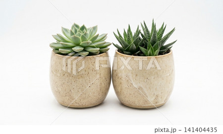 Two small potted succulent plants in textured ceramic pots with succulent botanical houseplant interior textured minimalist ornamental collection echeveria haworthia blooming aesthetic Two small potted succulent plants in textured ceramic pots with succulent botanical houseplant interior textured minimalist ornamental collection echeveria haworthia blooming aesthetic 141404435
