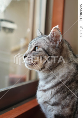 屋内から外を眺めるシルバータビーの猫 屋内から外を眺めるシルバータビーの猫 141404545