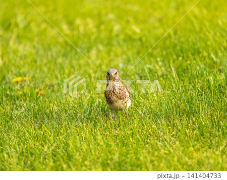 Wood bird Fieldfare, Turdus pilaris, on a sprng lawn. Wood bird Fieldfare, Turdus pilaris, on a sprng lawn. 141404733