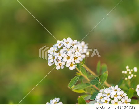 Beautiful white flowers Spirea aguta or Brides wreath. 141404738