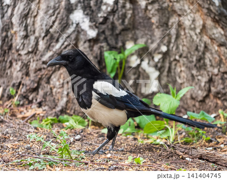 Magpie, Scientific name, Pica Pica. Adult Magpie with glossy plumage on a green grass lawn. Magpie, Scientific name, Pica Pica. Adult Magpie with glossy plumage on a green grass lawn. 141404745