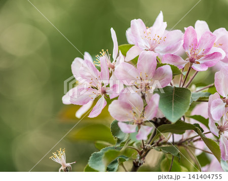 Fresh pink flowers of a blossoming apple tree with blured background Fresh pink flowers of a blossoming apple tree with blured background 141404755