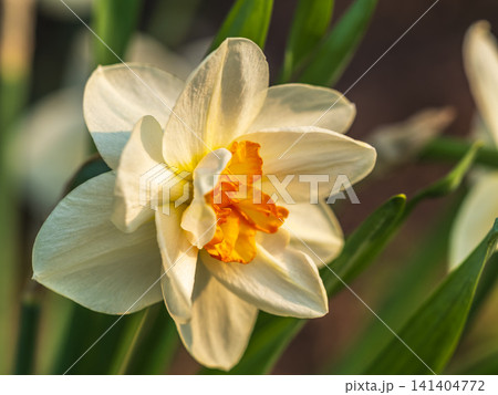 Delicate terry white-yellow narcissus flower close-up on a flower bed. Spring flowers primroses are a white narcissus flower in a green garden in natural conditions Delicate terry white-yellow narcissus flower close-up on a flower bed. Spring flowers primroses are a white narcissus flower in a green garden in natural conditions 141404772
