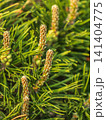 Green small pine trees with fresh shoots in spring or summer 141404775