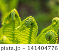 Natural green young ostrich fern or shuttlecock fern 141404776