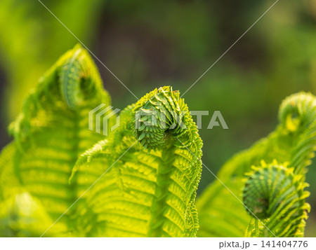 Natural green young ostrich fern or shuttlecock fern Natural green young ostrich fern or shuttlecock fern 141404776