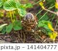 Wood bird Fieldfare, Turdus pilaris, on a sprng lawn. 141404777