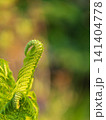 Natural green young ostrich fern or shuttlecock fern 141404778
